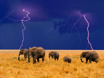 Elephants in an Approaching Storm 1280 x 960.jpg